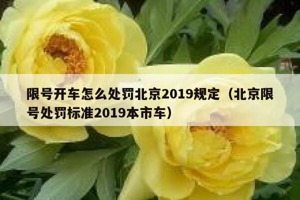 限号开车怎么处罚北京2019规定(北京限号处罚标准2019本市车) 第1张 限号开车怎么处罚北京2019规定(北京限号处罚标准2019本市车) 第1张