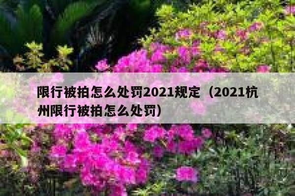 限行被拍怎么处罚2021规定(2021杭州限行被拍怎么处罚) 第1张 限行被拍怎么处罚2021规定(2021杭州限行被拍怎么处罚) 第1张