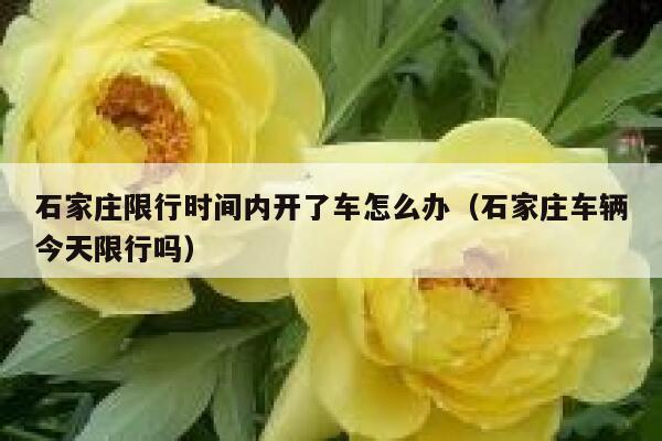 石家庄限行时间内开了车怎么办（石家庄车辆今天限行吗） 第1张