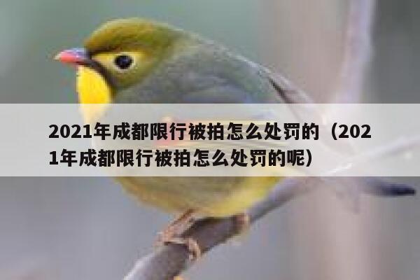 2021年成都限行被拍怎么处罚的(2021年成都限行被拍怎么处罚的呢) 第1张 2021年成都限行被拍怎么处罚的(2021年成都限行被拍怎么处罚的呢) 第1张
