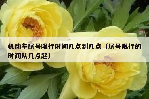 机动车尾号限行时间几点到几点（尾号限行的时间从几点起） 第1张