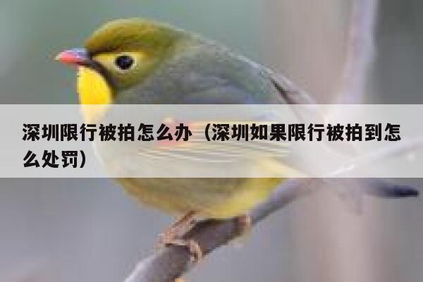 深圳限行被拍怎么办（深圳如果限行被拍到怎么处罚） 第1张