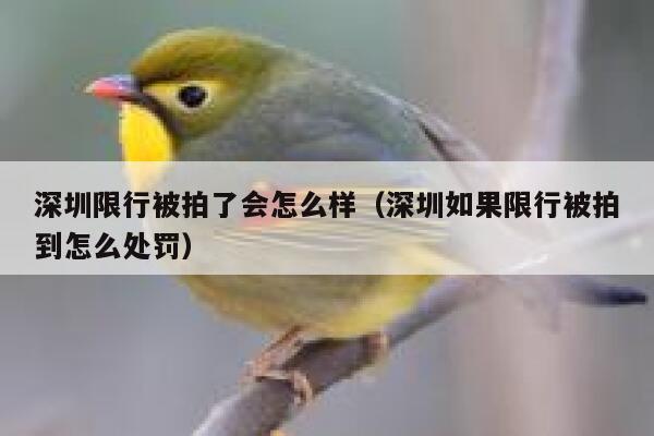 深圳限行被拍了会怎么样（深圳如果限行被拍到怎么处罚） 第1张