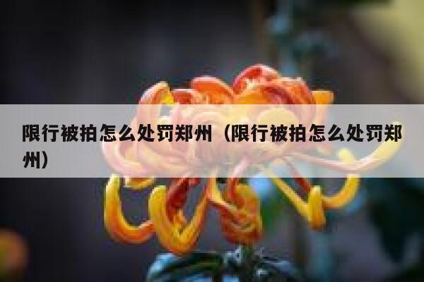限行被拍怎么处罚郑州（限行被拍怎么处罚郑州） 第1张