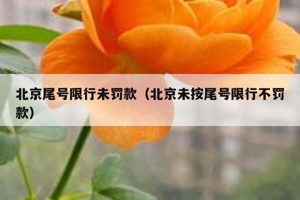 北京尾号限行未罚款(北京未按尾号限行不罚款) 第1张 北京尾号限行未罚款(北京未按尾号限行不罚款) 第1张