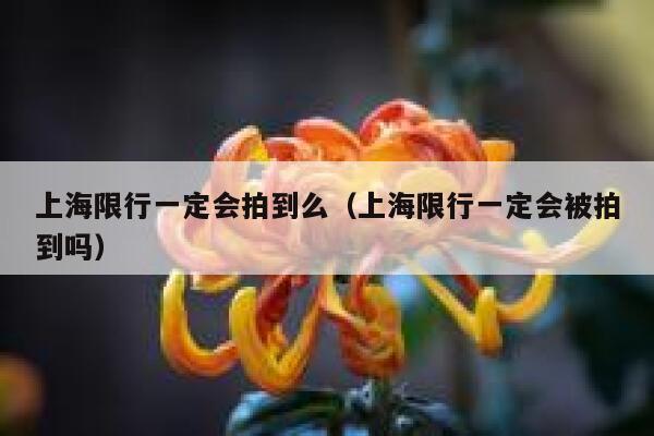 上海限行一定会拍到么（上海限行一定会被拍到吗） 第1张