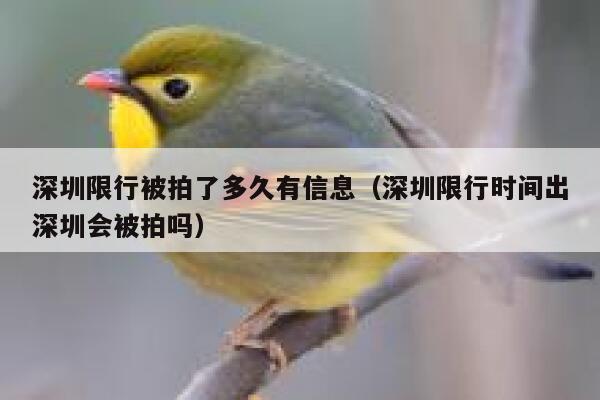 深圳限行被拍了多久有信息（深圳限行时间出深圳会被拍吗） 第1张