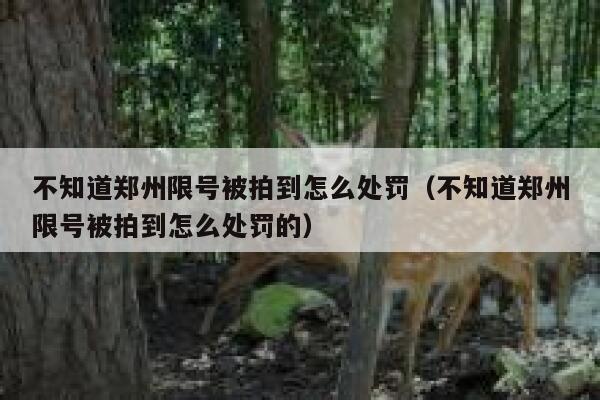 不知道郑州限号被拍到怎么处罚（不知道郑州限号被拍到怎么处罚的） 第1张