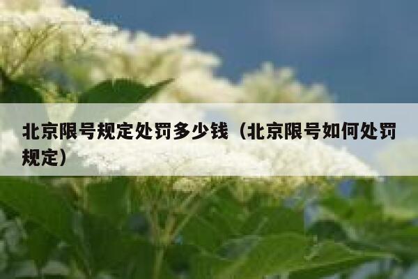 北京限号规定处罚多少钱（北京限号如何处罚规定） 第1张