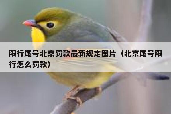 限行尾号北京罚款最新规定图片（北京尾号限行怎么罚款） 第1张