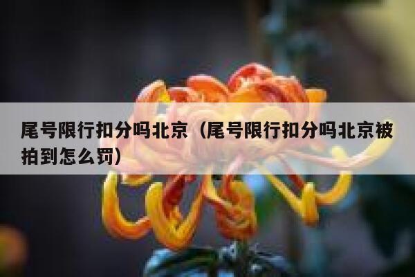 尾号限行扣分吗北京（尾号限行扣分吗北京被拍到怎么罚） 第1张