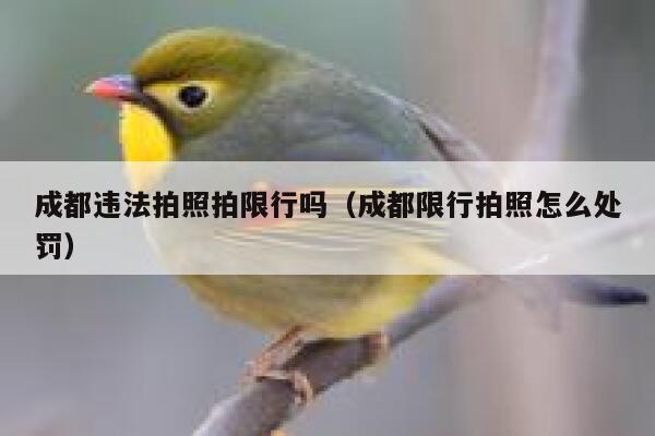 成都违法拍照拍限行吗（成都限行拍照怎么处罚） 第1张