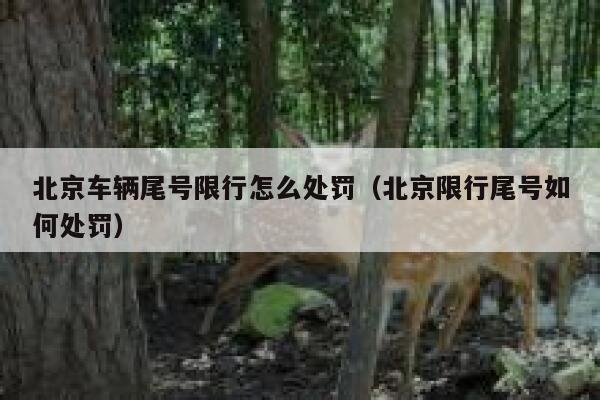 北京车辆尾号限行怎么处罚（北京限行尾号如何处罚） 第1张
