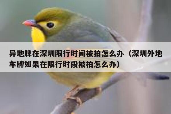 异地牌在深圳限行时间被拍怎么办（深圳外地车牌如果在限行时段被拍怎么办） 第1张