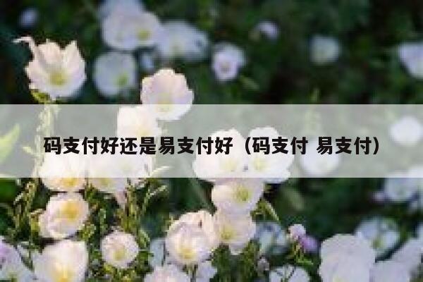 码支付好还是易支付好（码支付 易支付） 第1张