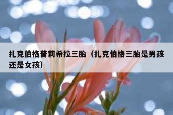 扎克伯格普莉希拉三胎（扎克伯格三胎是男孩还是女孩） 第1张