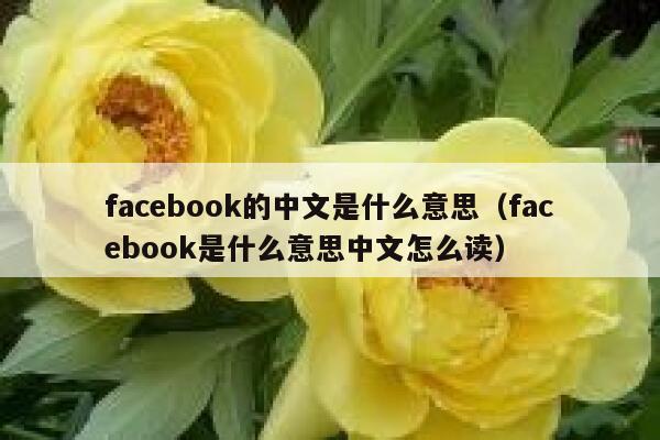 facebook的中文是什么意思（facebook是什么意思中文怎么读） 第1张