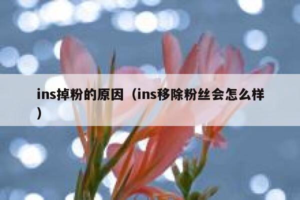 ins掉粉的原因（ins移除粉丝会怎么样） 第1张