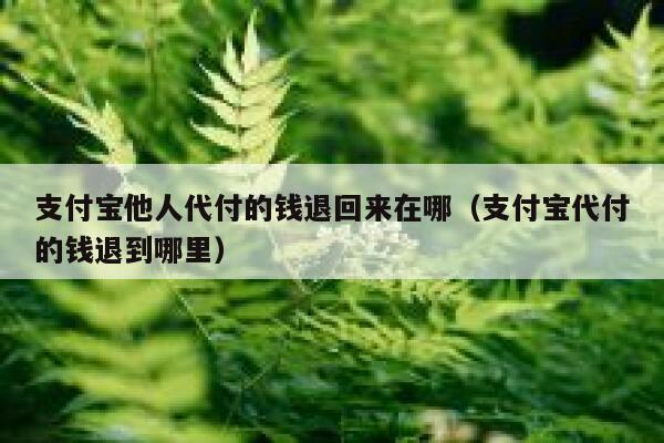 支付宝他人代付的钱退回来在哪（支付宝代付的钱退到哪里） 第1张