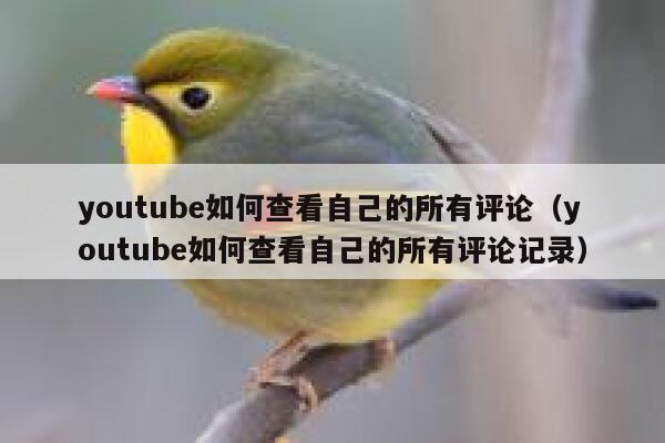 youtube如何查看自己的所有评论（youtube如何查看自己的所有评论记录） 第1张