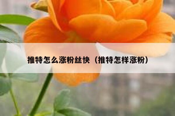 推特怎么涨粉丝快（推特怎样涨粉） 第1张