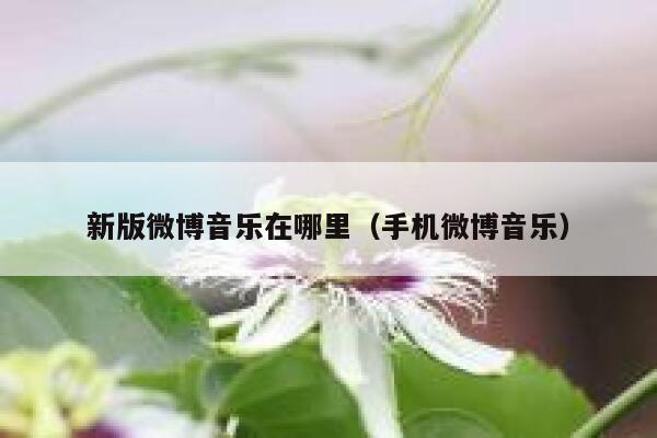 新版微博音乐在哪里（手机微博音乐） 第1张