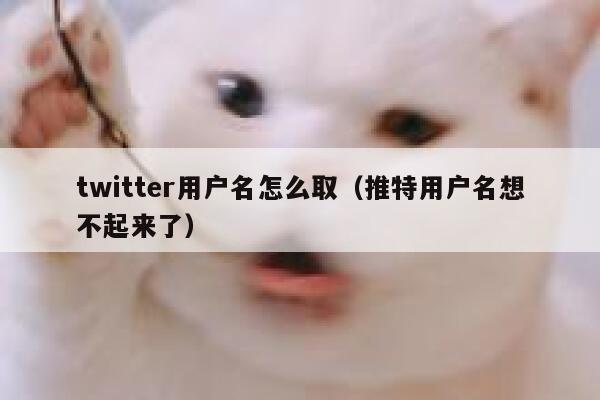 twitter用户名怎么取（推特用户名想不起来了） 第1张