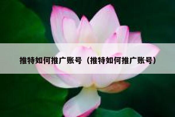 推特如何推广账号（推特如何推广账号） 第1张