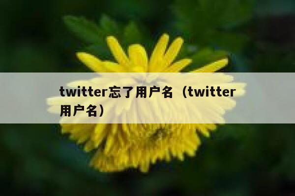 twitter忘了用户名（twitter用户名） 第1张