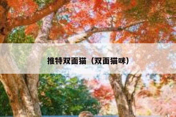 推特双面猫（双面猫咪） 第1张