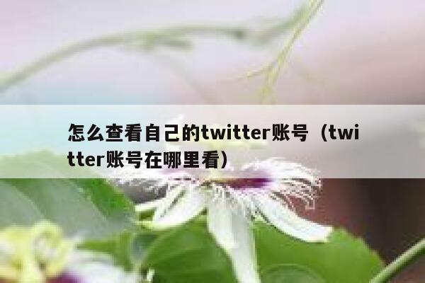 怎么查看自己的twitter账号（twitter账号在哪里看） 第1张