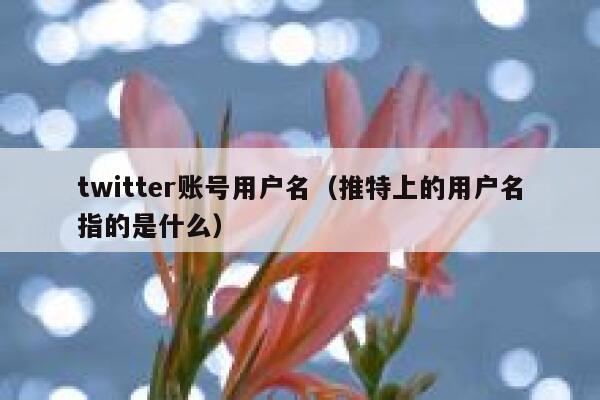 twitter账号用户名（推特上的用户名指的是什么） 第1张