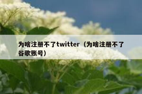为啥注册不了twitter（为啥注册不了谷歌账号） 第1张