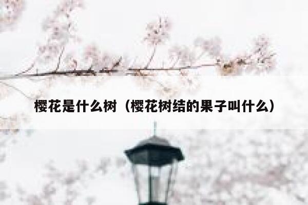 樱花是什么树（樱花树结的果子叫什么） 第1张