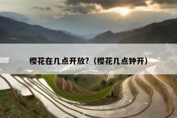 樱花在几点开放?（樱花几点钟开） 第1张