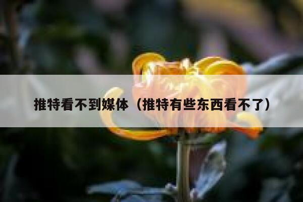 推特看不到媒体（推特有些东西看不了） 第1张