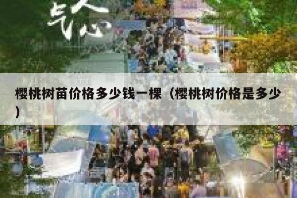 樱桃树苗价格多少钱一棵（樱桃树价格是多少） 第1张