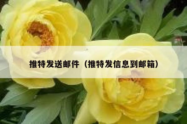 推特发送邮件（推特发信息到邮箱） 第1张