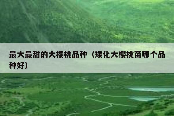 最大最甜的大樱桃品种（矮化大樱桃苗哪个品种好） 第1张