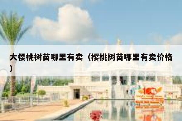 大樱桃树苗哪里有卖（樱桃树苗哪里有卖价格） 第1张