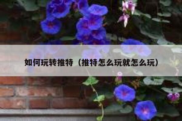 如何玩转推特（推特怎么玩就怎么玩） 第1张