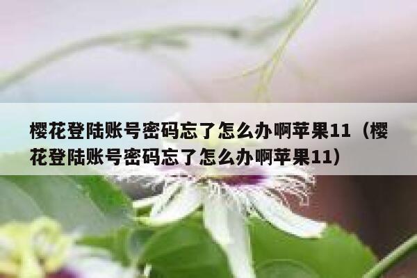 樱花登陆账号密码忘了怎么办啊苹果11（樱花登陆账号密码忘了怎么办啊苹果11） 第1张