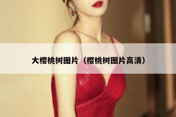 大樱桃树图片（樱桃树图片高清） 第1张