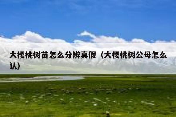 大樱桃树苗怎么分辨真假(大樱桃树公母怎么认) 第1张 大樱桃树苗怎么分辨真假(大樱桃树公母怎么认) 第1张