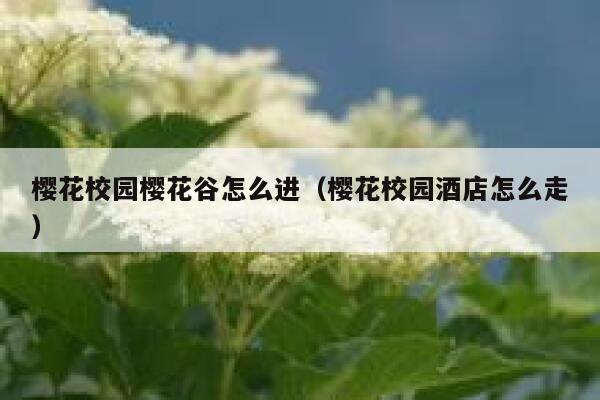 樱花校园樱花谷怎么进（樱花校园酒店怎么走） 第1张