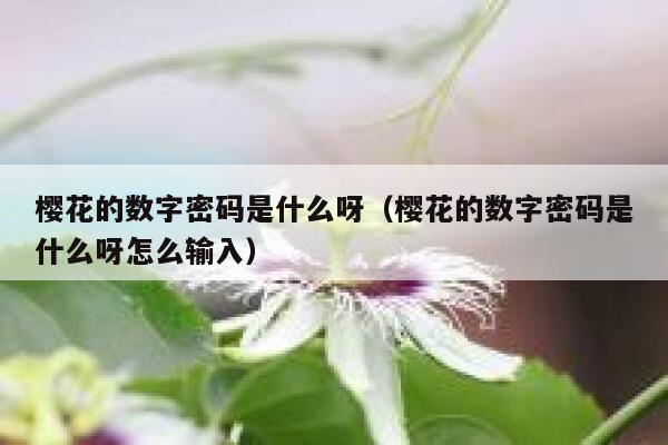 樱花的数字密码是什么呀（樱花的数字密码是什么呀怎么输入） 第1张
