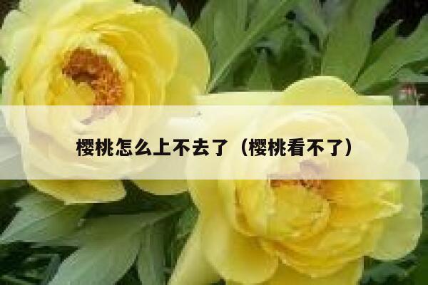 樱桃怎么上不去了（樱桃看不了） 第1张