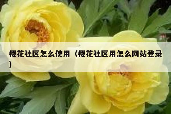 樱花社区怎么使用（樱花社区用怎么网站登录） 第1张