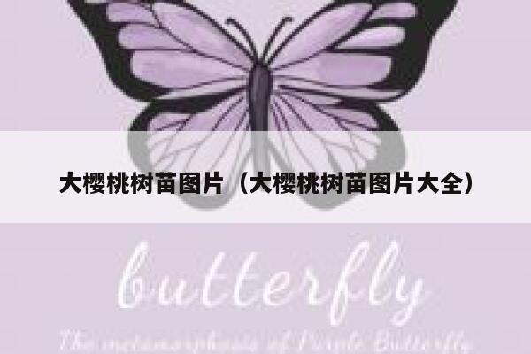 大樱桃树苗图片（大樱桃树苗图片大全） 第1张