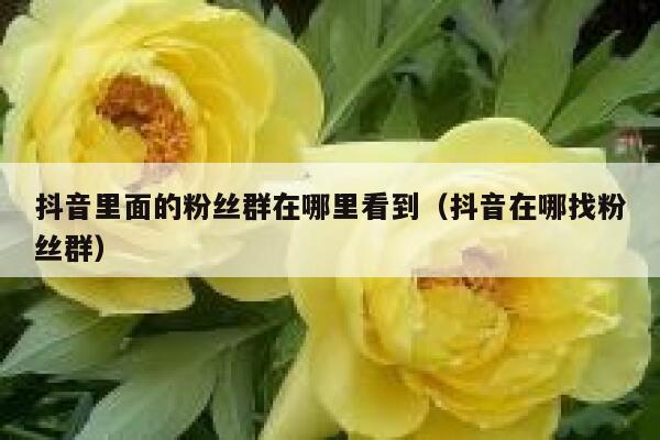 抖音里面的粉丝群在哪里看到(抖音在哪找粉丝群) 第1张 抖音里面的粉丝群在哪里看到(抖音在哪找粉丝群) 第1张